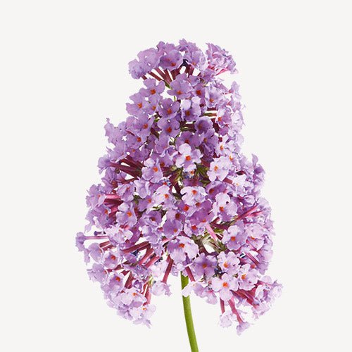 A Drop D`issey - Scents Avenue NG